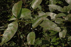 Poeciloneuron indicum